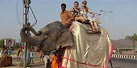 elephant backride in india