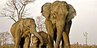 elephants in kaziranga