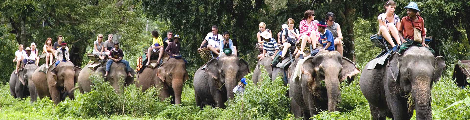 elephant safari india