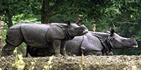 kaziranga-park