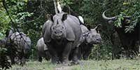 kaziranga wildlife