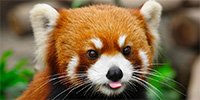 red panda