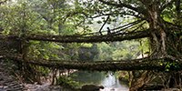 living root bridge