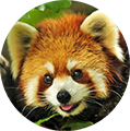 red panda