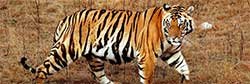 indian tiger