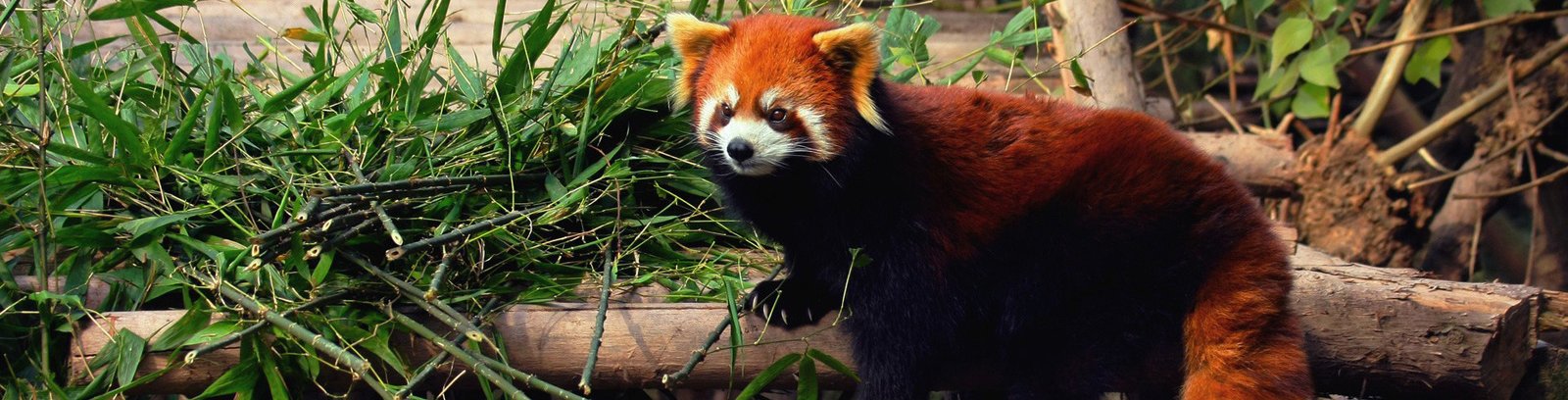 red panda